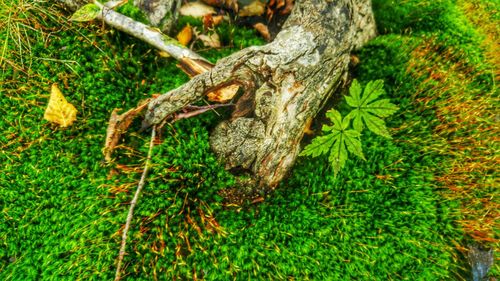 Trees growing in forest