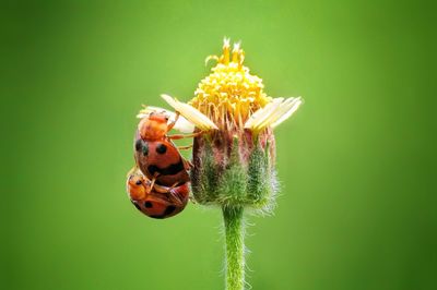 Close-up of bees mating on flower