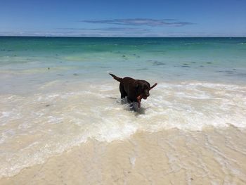 Dog running on beach