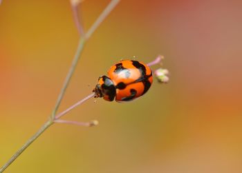 Close-up of ladybug on orange leaf