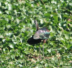 Bird perching on leaf