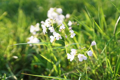 Close-up of white flowering plant on field