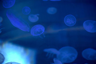 Jellyfish set, in the ocean, blue color, fluorescent