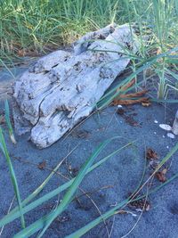 High angle view of plants growing on field