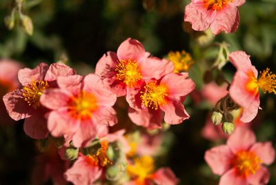 Close-up of pink flowering plants