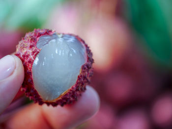 Close-up of hand holding fruit