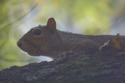 Close-up of squirrel on rock