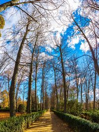 Empty road along trees and plants