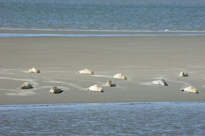 High angle view of seagulls on beach