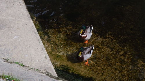 High angle view of fish in lake