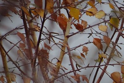 Low angle view of tree against sky during autumn