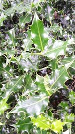 Full frame shot of plants