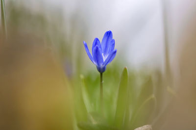 Close-up of purple crocus flower