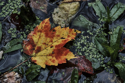 High angle view of autumn leaves in water