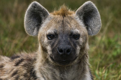 Close-up portrait of hyena sitting in zoo