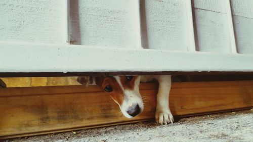 Close-up of dog seen through window