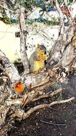 View of squirrel on tree trunk