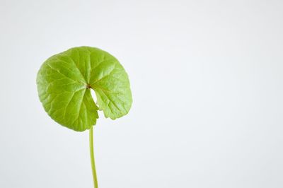 Close-up of plant against white background