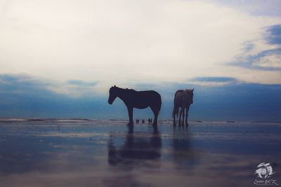 Horses standing in the sea against sky