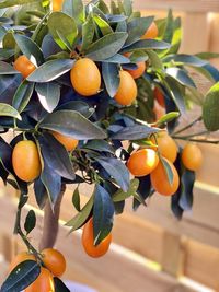 Orange fruits on tree