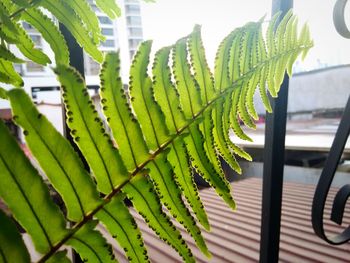 Close-up of green leaves