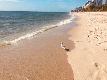 View of birds on beach