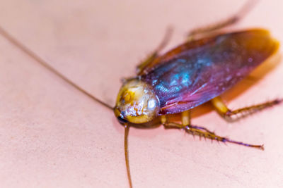 High angle view of fly