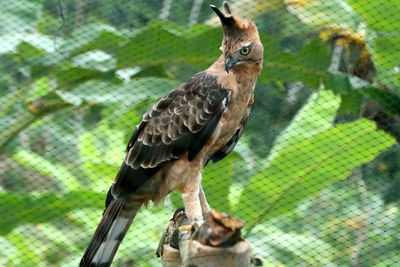 Close-up of owl perching on tree in zoo