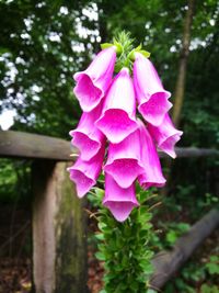 Close-up of pink flowering plant