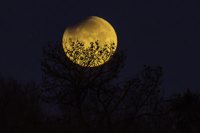 Low angle view of illuminated tree against sky at night