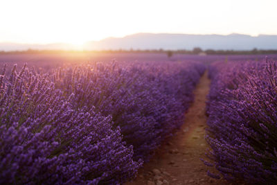 Fragrant lavender flowers at beautiful sunrise, valensole, provence, france, close up