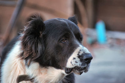 Close-up of dog looking away