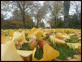 Leaves on tree trunk