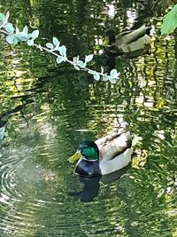 View of ducks swimming in lake