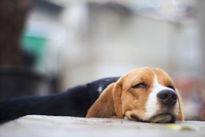 Close-up of a dog looking away