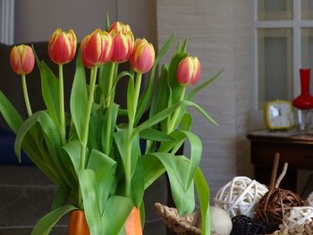 Close-up of tulip flowers at home
