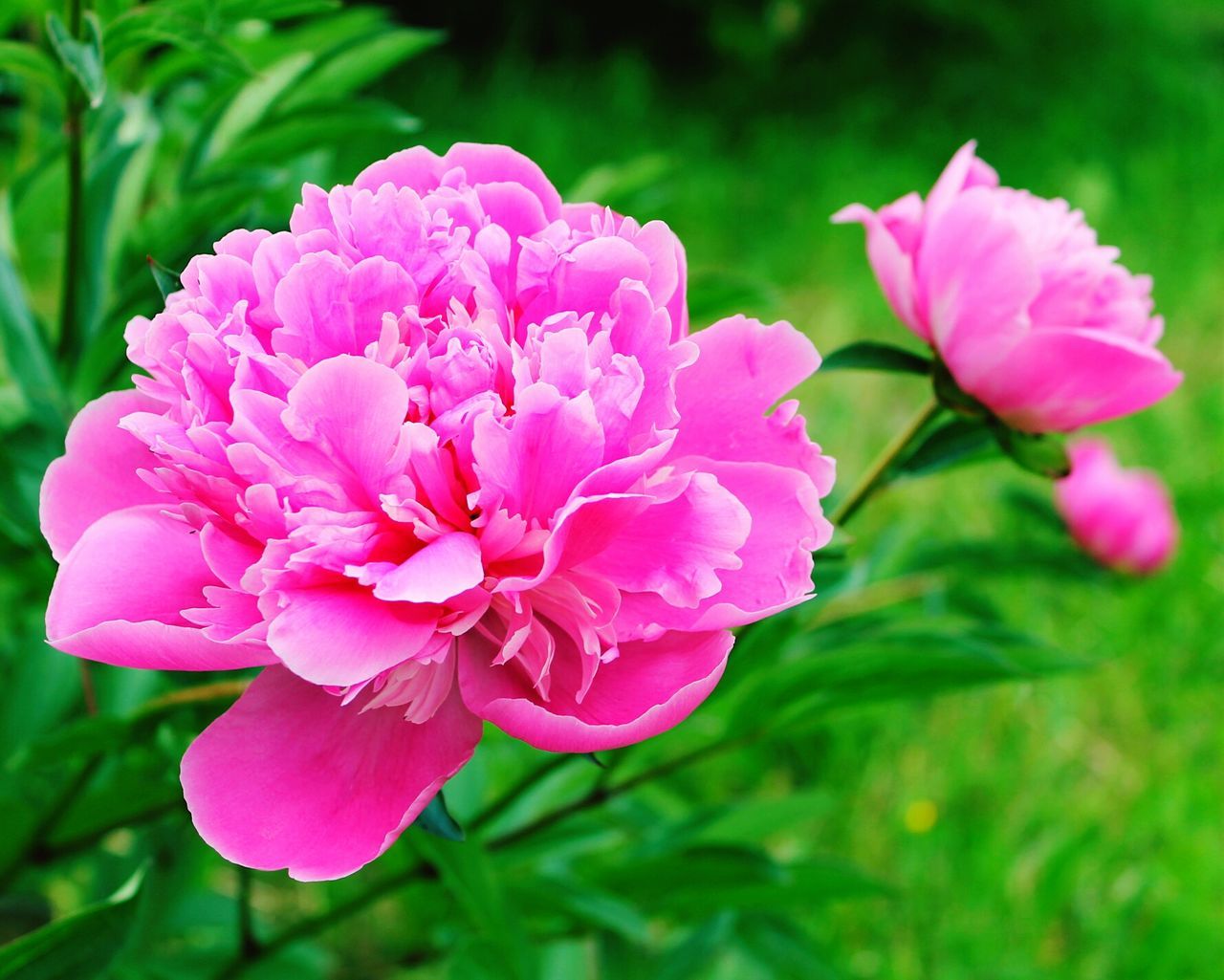 Peony flower