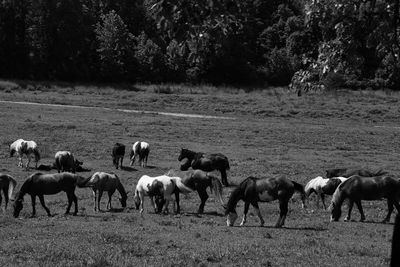 Horses grazing on field