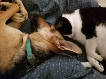 High angle view of puppy sleeping