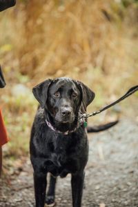 Black labrador out on a walk