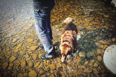 Low section of woman with dog