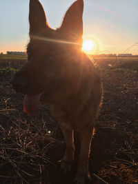 View of dog at sunset