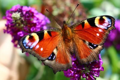 Close-up of butterfly pollinating on flower