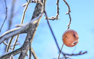 Low angle view of fruit against clear blue sky during winter