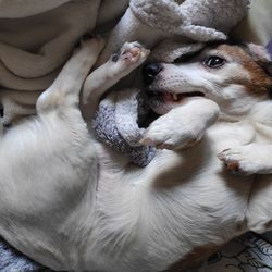 High angle view of dog lying down