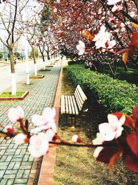 Flowers growing on tree