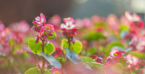 Close-up of pink flowers