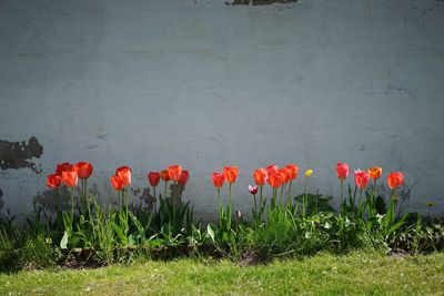 Poppy flowers blooming on field