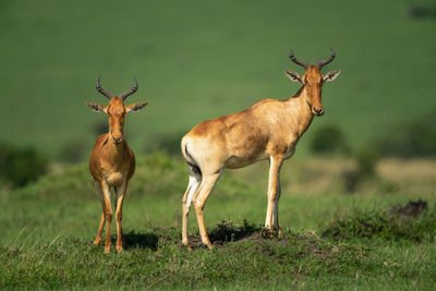 Two coke hartebeest stand on grassy mound