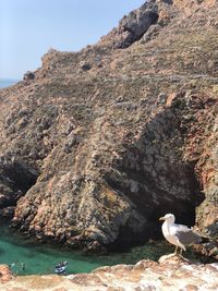 High angle view of seagull on rock by sea